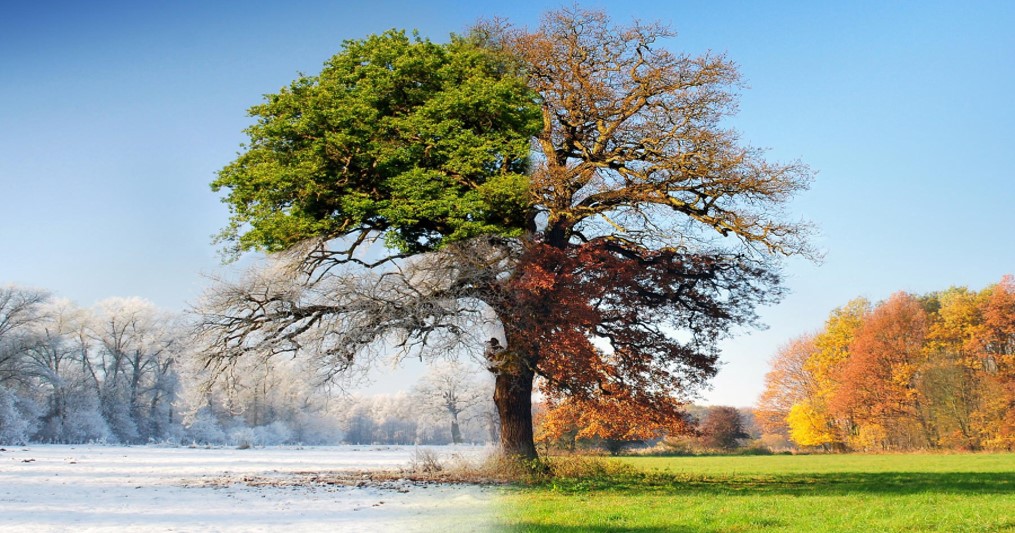 ein55-newsletter-no-042-image-4-seasons-tree