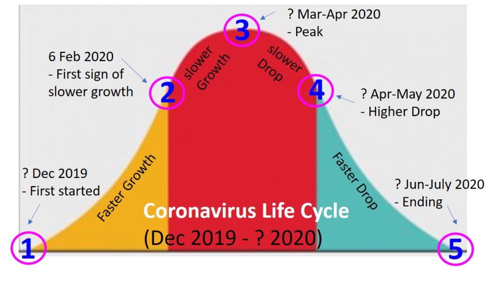 coronavirus life cycle