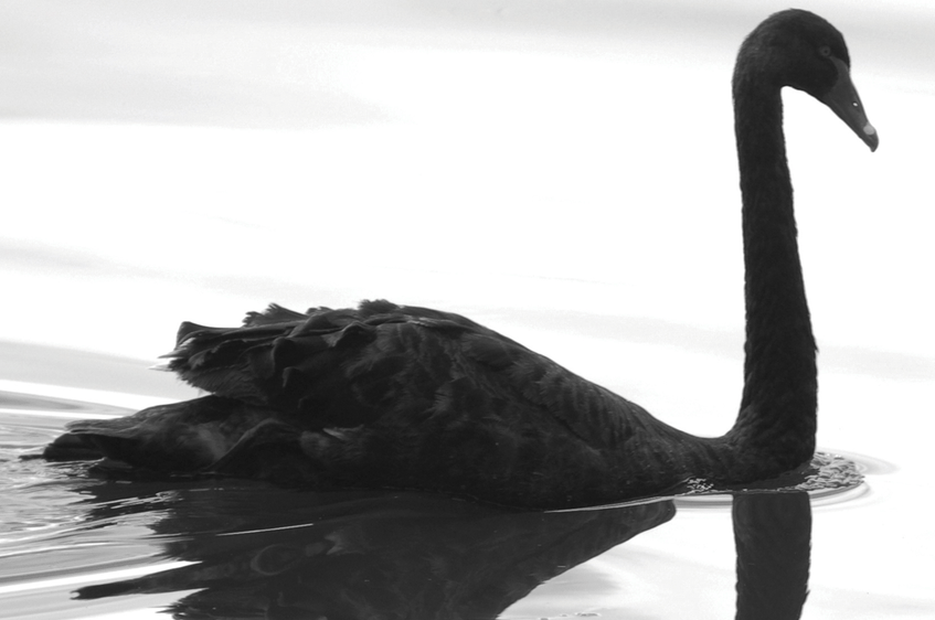 black swan